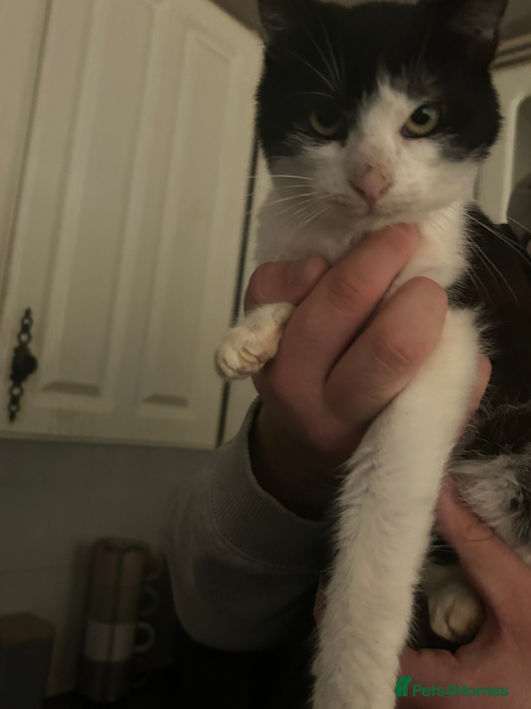 Mixed Breed cats for sale: 2 beautiful boys left  - Image 9