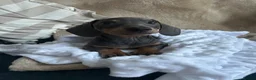 Dachshund dogs for sale: Stunning blue dachshund puppy  - Advert 6