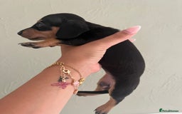 Miniature Dachshund dogs for sale: Miniature dachshunds  - Image 13