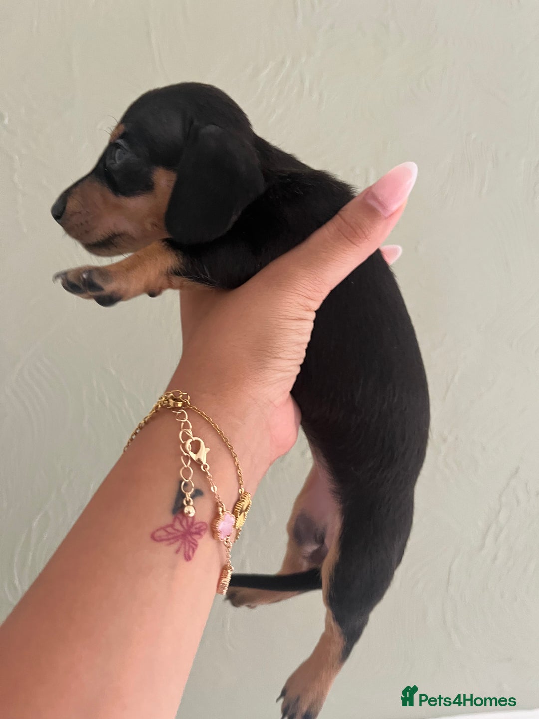 Miniature Dachshund dogs for sale: Miniature dachshunds  - Image 13
