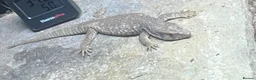 Monitor reptiles for sale: Savanna/bosc monitor  - Advert 3