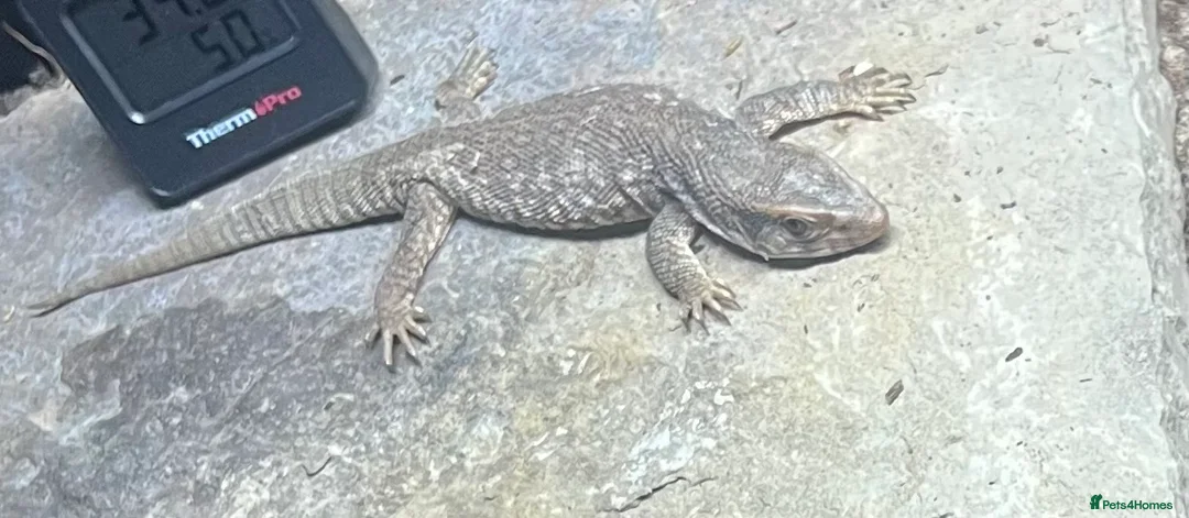 Monitor reptiles for sale: Savanna/bosc monitor  - Advert 3