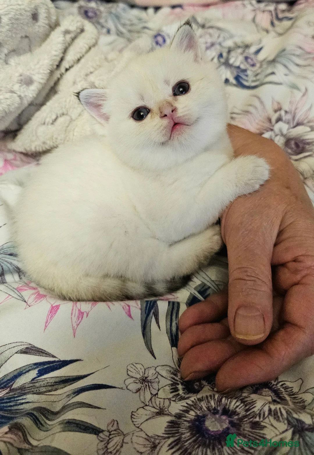 Scottish Fold cats for sale: Tica Registered pedigree kittens  - Advert 7