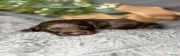 Cockapoo dogs for sale: F2 cockapoo family raised  - Advert 3