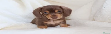 Miniature Dachshund 3