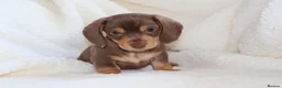 Miniature Dachshund dogs for sale: Miniature Dachshund  - Advert 7