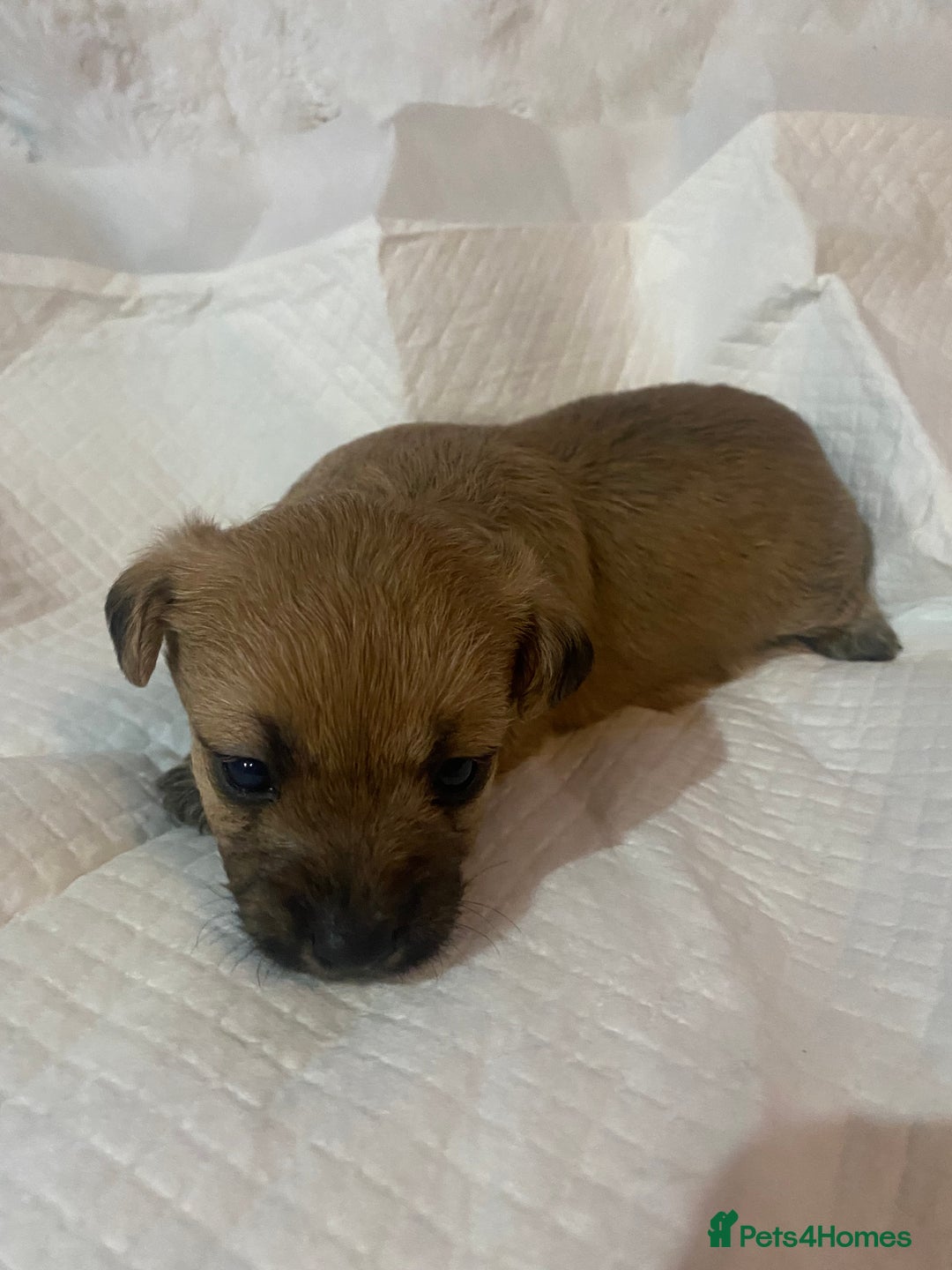 Jackapoo dogs for sale: Jackapoo puppies - Advert 15