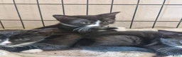 British Shorthair cats for sale: 3 beautiful kittens all black and white in colour - Advert 3