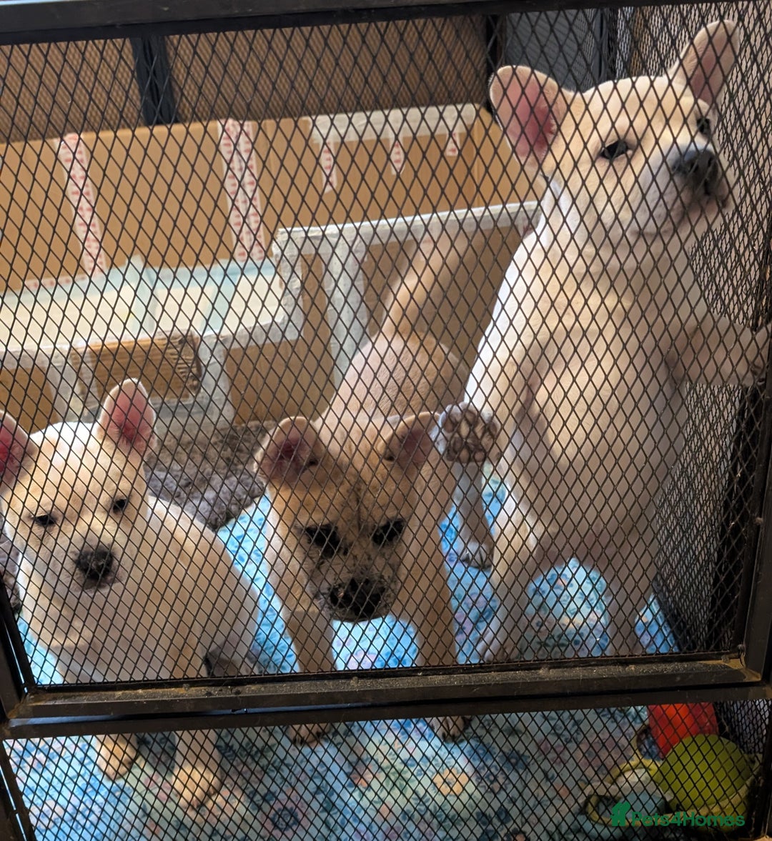 Mixed Breed dogs for sale: 3x Female French Bulldog X Chow Chow puppies.   - Advert 22