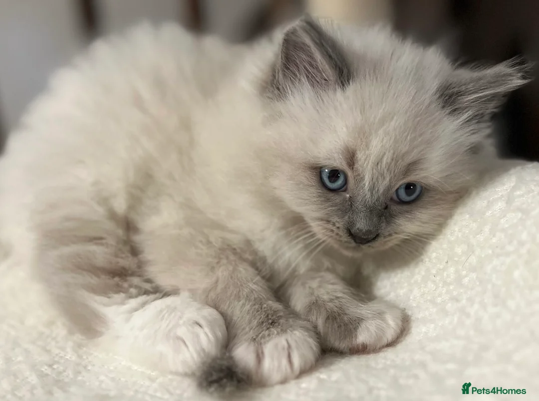 Ragdoll cats for sale: Ragdoll Kittens - Advert 27