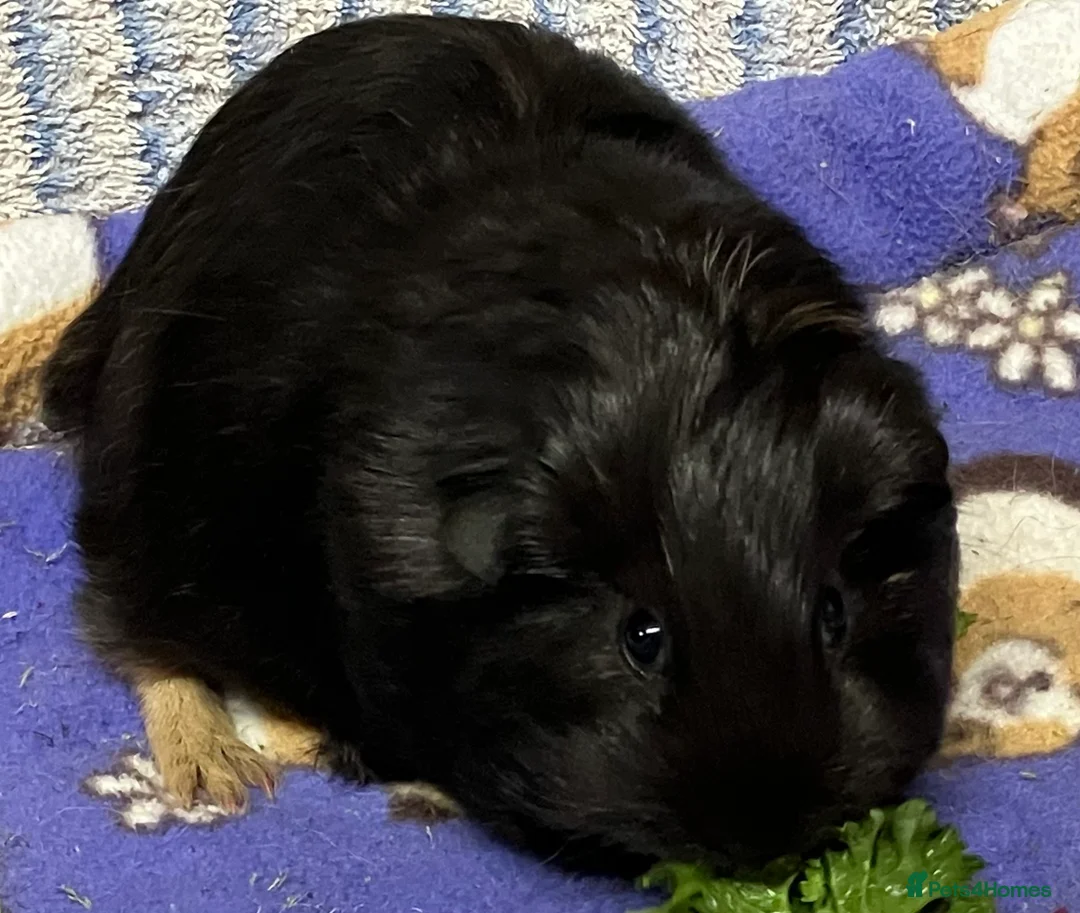 Guinea Pig rodents for sale: Baby Smooth-haired guinea pig sow. - Advert 5