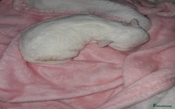 Maltipoo dogs for sale: F1 Health Tested Toy Maltipoos Ready in December - Image 3