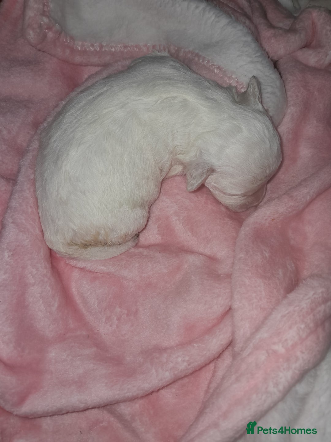 Maltipoo dogs for sale: F1 Health Tested Toy Maltipoos Ready in December - Image 3