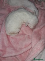 Maltipoo dogs - Advert 3