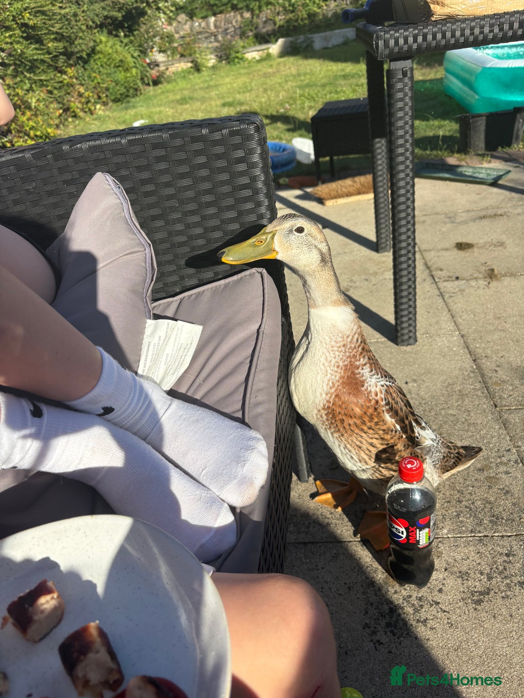 Ducks poultry for sale: 2 x Indian runner ducks  - Advert 1