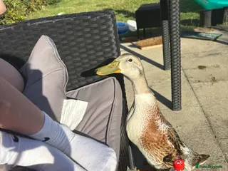 Ducks poultry 2 x Indian runner ducks - Advert 6