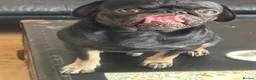 Pug dogs for stud: Stunning proven pug stud black with tan paws  - Advert 6