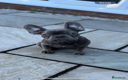 French Bulldog dogs for sale: 5 month old french bulldog for rehoming  - Advert 1