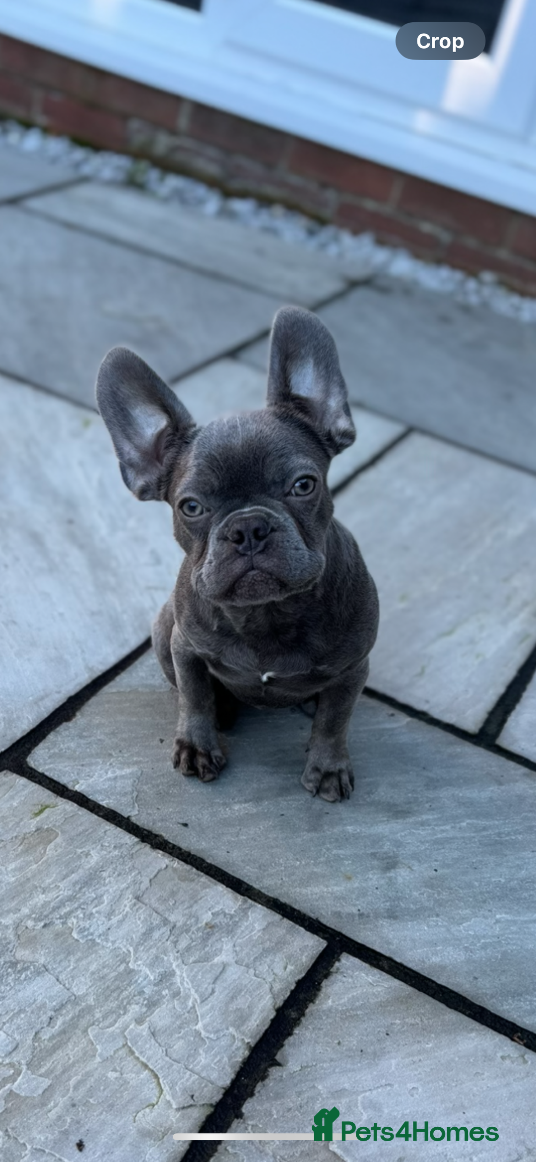 French Bulldog dogs for sale: 5 month old french bulldog for rehoming  - Advert 1
