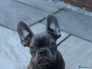 French Bulldog dogs 5 month old french bulldog for rehoming - Advert 1