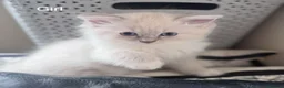 Ragdoll cats for sale: 3 beautiful kittens  in Longniddry - Advert 22