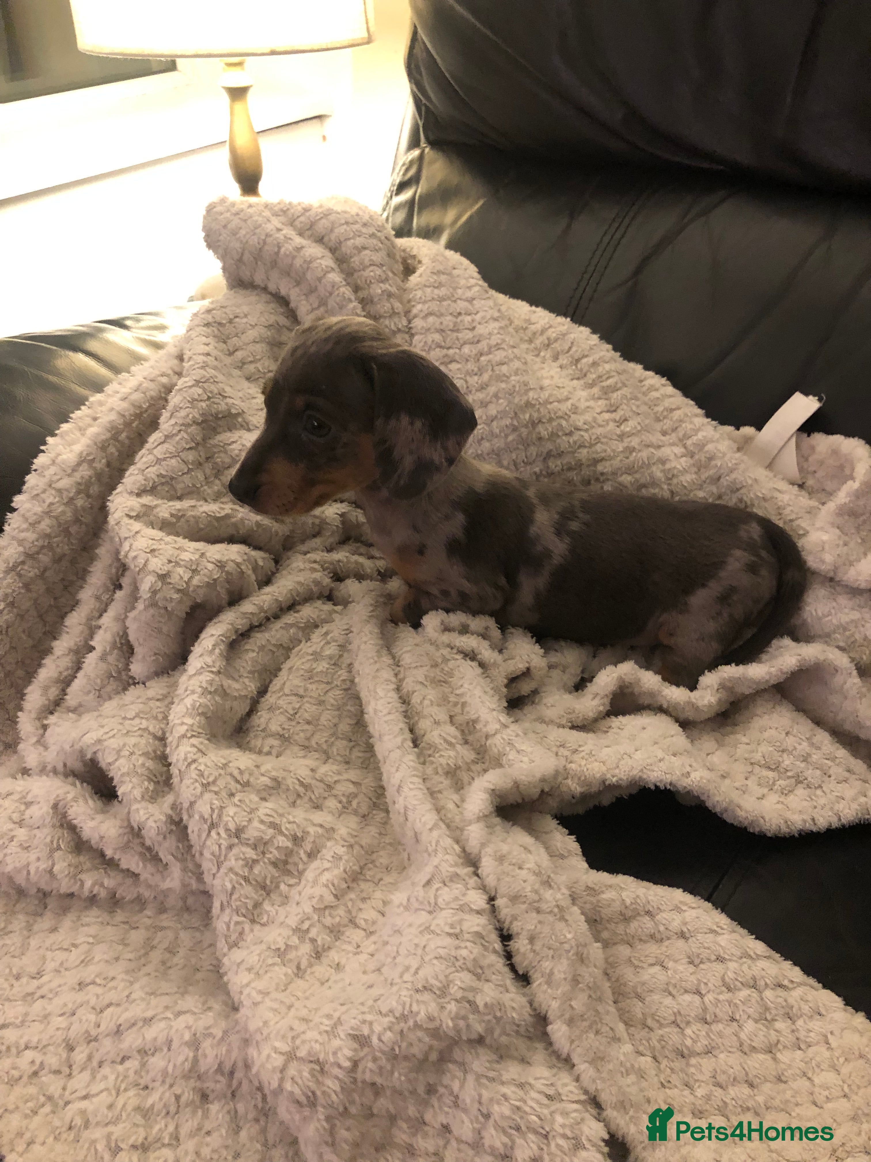 Dachshund dogs Miniature Daschunds dapple, Isabella tan chocolate - Advert 13