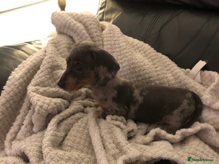 Dachshund dogs Miniature Daschunds - Advert 20