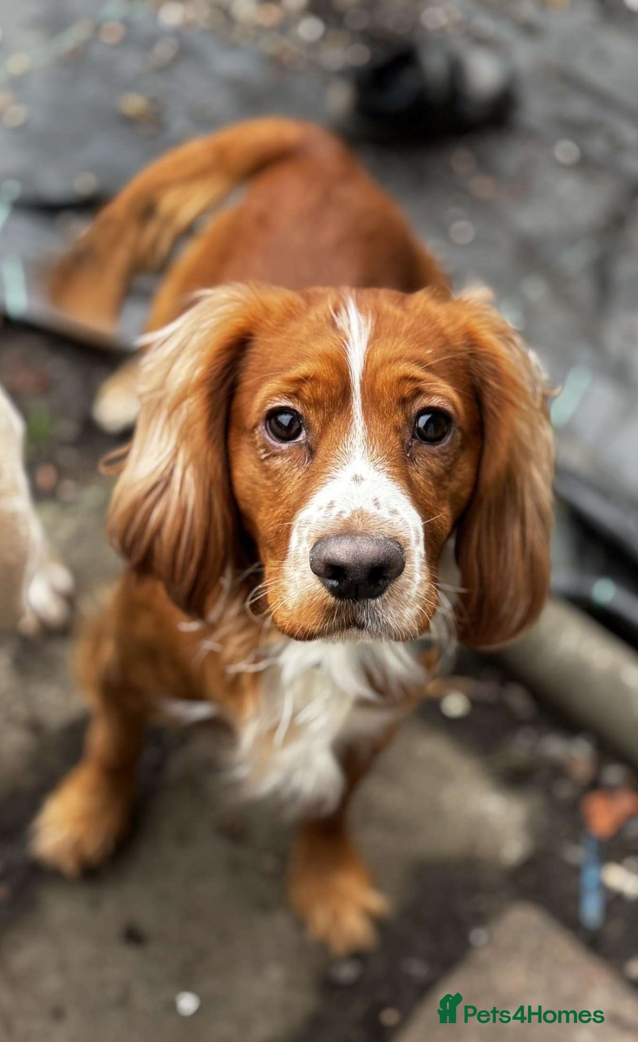 Cocker Spaniel dogs Cocker spaniel Stud - Advert 1