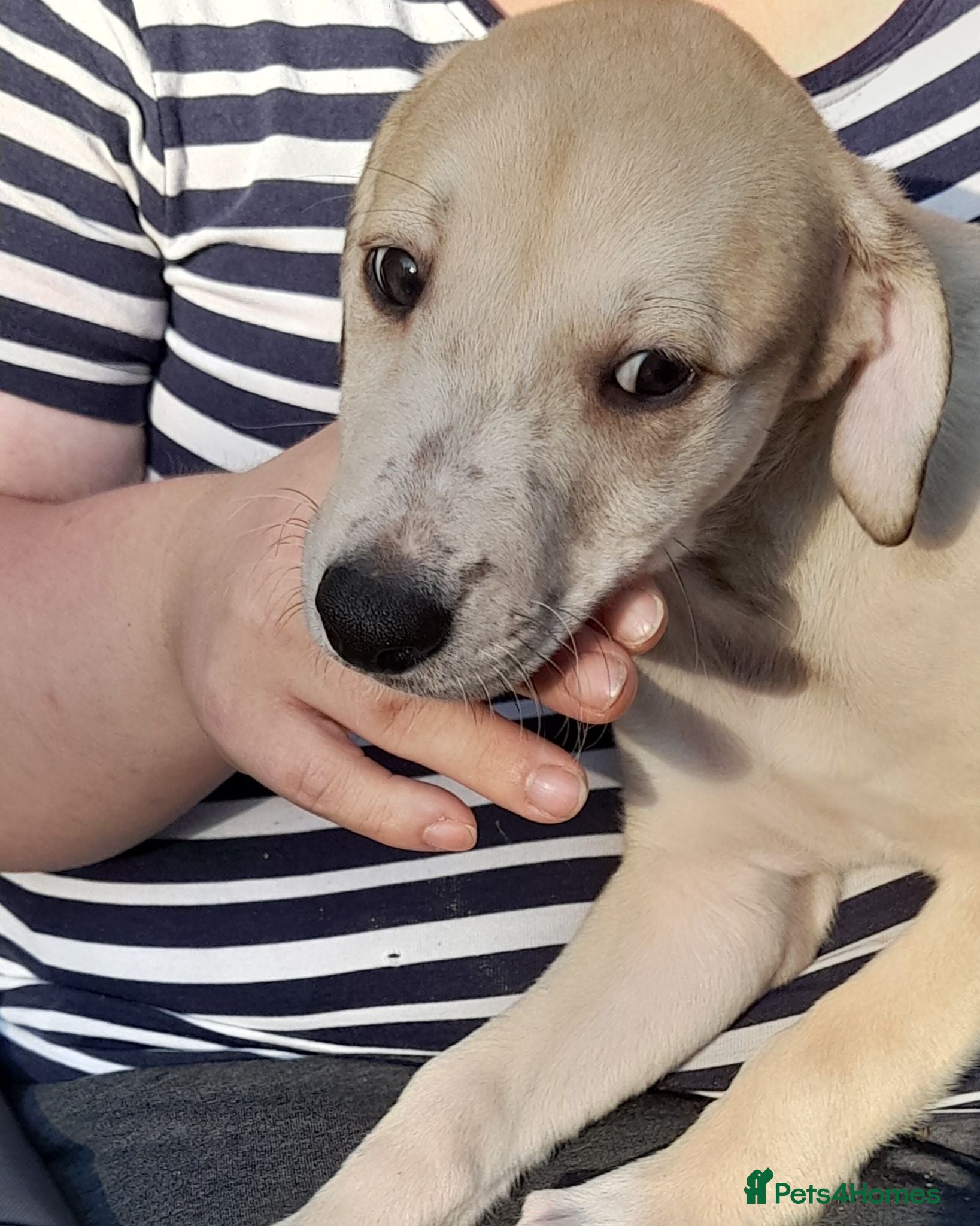 Lurcher dogs Lovely quality lurcher puppies - Advert 2