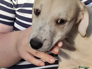 Lurcher dogs Lovely quality lurcher puppies - Advert 2