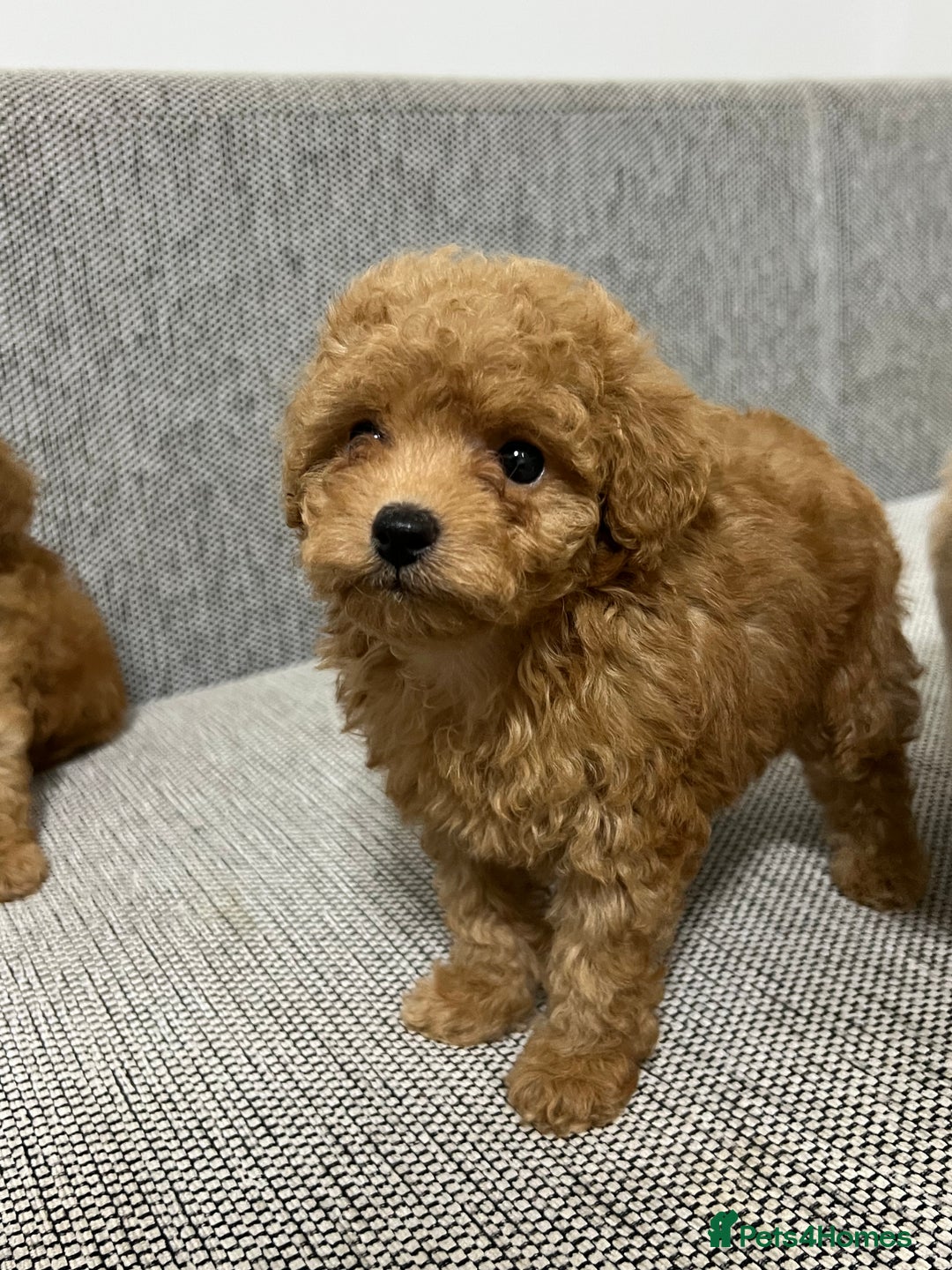 Maltipoo dogs for sale: ✨ Maltipoo F1B females – Ready 1st December ✨ - Advert 10