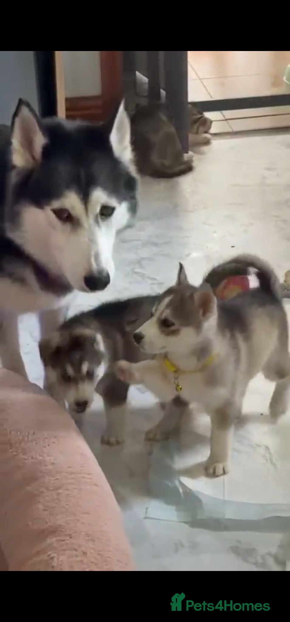 Siberian Husky dogs Husky  puppies 1 boy 1 girl  - Advert 3