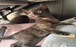 Ragdoll cats for sale: ragdoll X kittens - Image 5