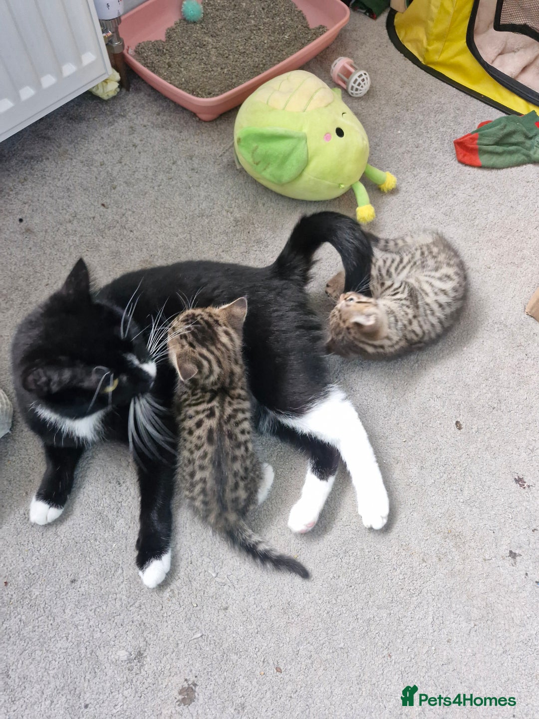 Mixed Breed cats for sale: 2 beautiful female bengal mix kittens  - Advert 12