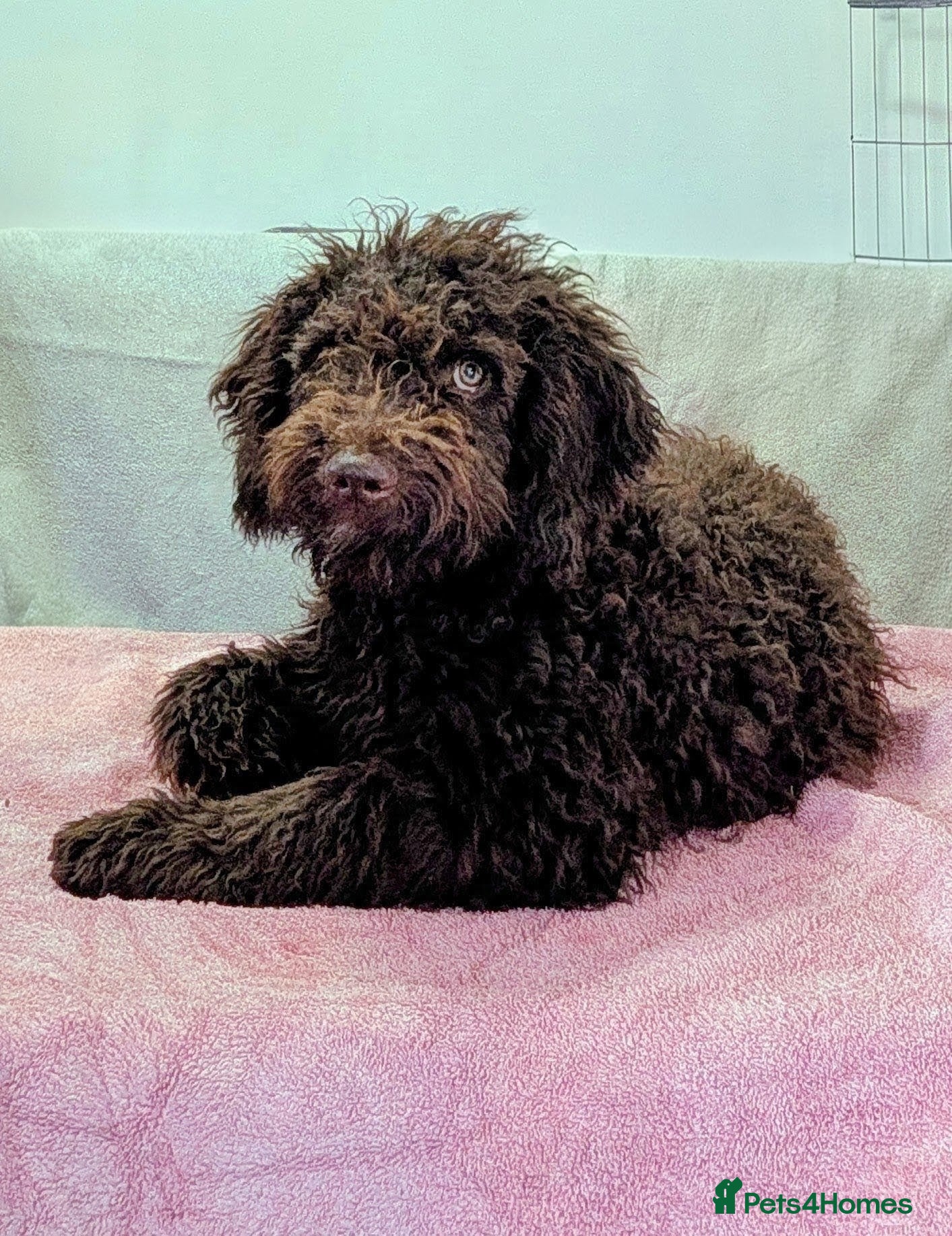 Spanish Water Dog dogs for sale: Spanish water dog - Advert 1