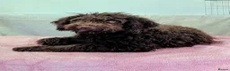 Spanish Water Dog dogs for sale: Spanish water dog - Advert 1