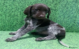 German Shorthaired Pointer dogs for sale: Exceptionally Well Bred German Shorthair Pointer  - Image 8