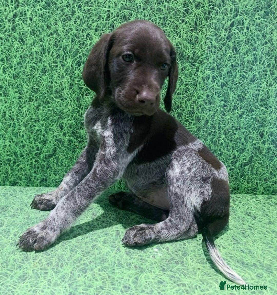 German Shorthaired Pointer dogs for sale: Exceptionally Well Bred German Shorthair Pointer  - Image 8