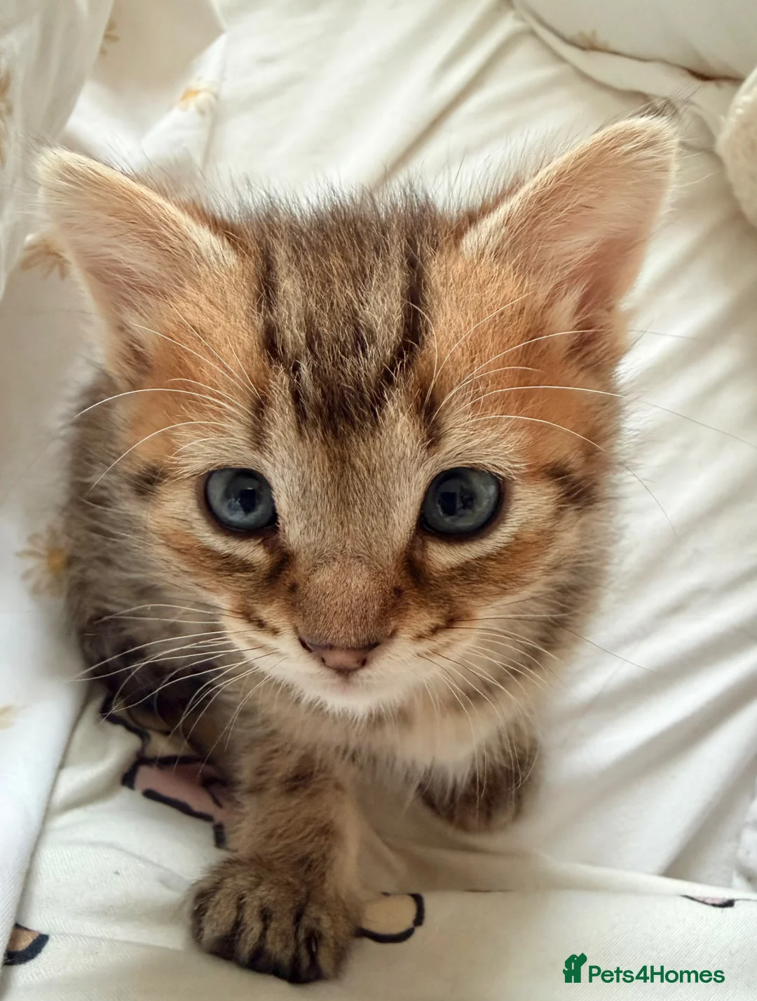 Mixed Breed cats for sale: Tabby ginger male kittens  - Advert 14