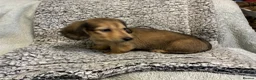 Miniature Dachshund dogs for sale: GORGEOUS KC reg PRA CLEAR MINI DACHSHUND PUPPIES - Advert 24