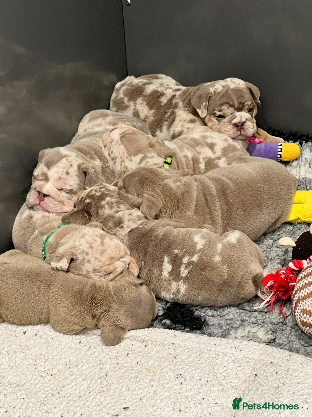English Bulldog dogs for sale: QUALITY ENGLISH BULLDOG PUPPIES - Image 24