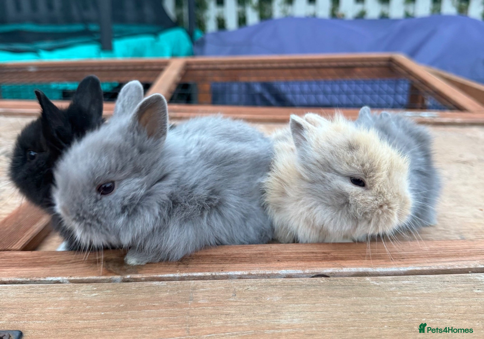 Lionhead rabbits Pure Bred Double Mane Lionhead Bunnies  - Advert 2