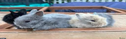 Lionhead rabbits for sale: Pure Bred Double Mane Lionhead Bunnies  in Nuneaton - Advert 2