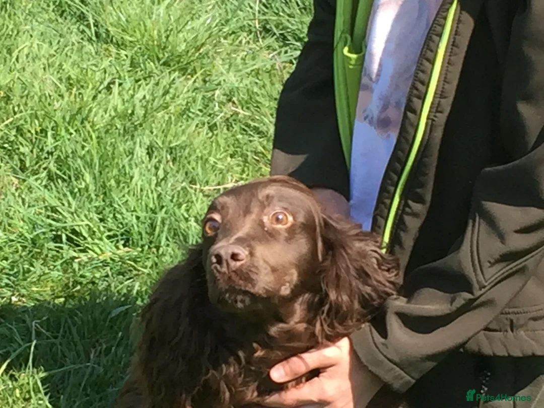 Cocker Spaniel dogs for sale: Beautiful Cocker Spaniel - Advert 1