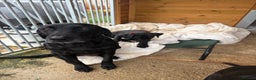 Mixed Breed dogs for sale: Black lab X GSP puppy 1 male remaining  - Advert 4