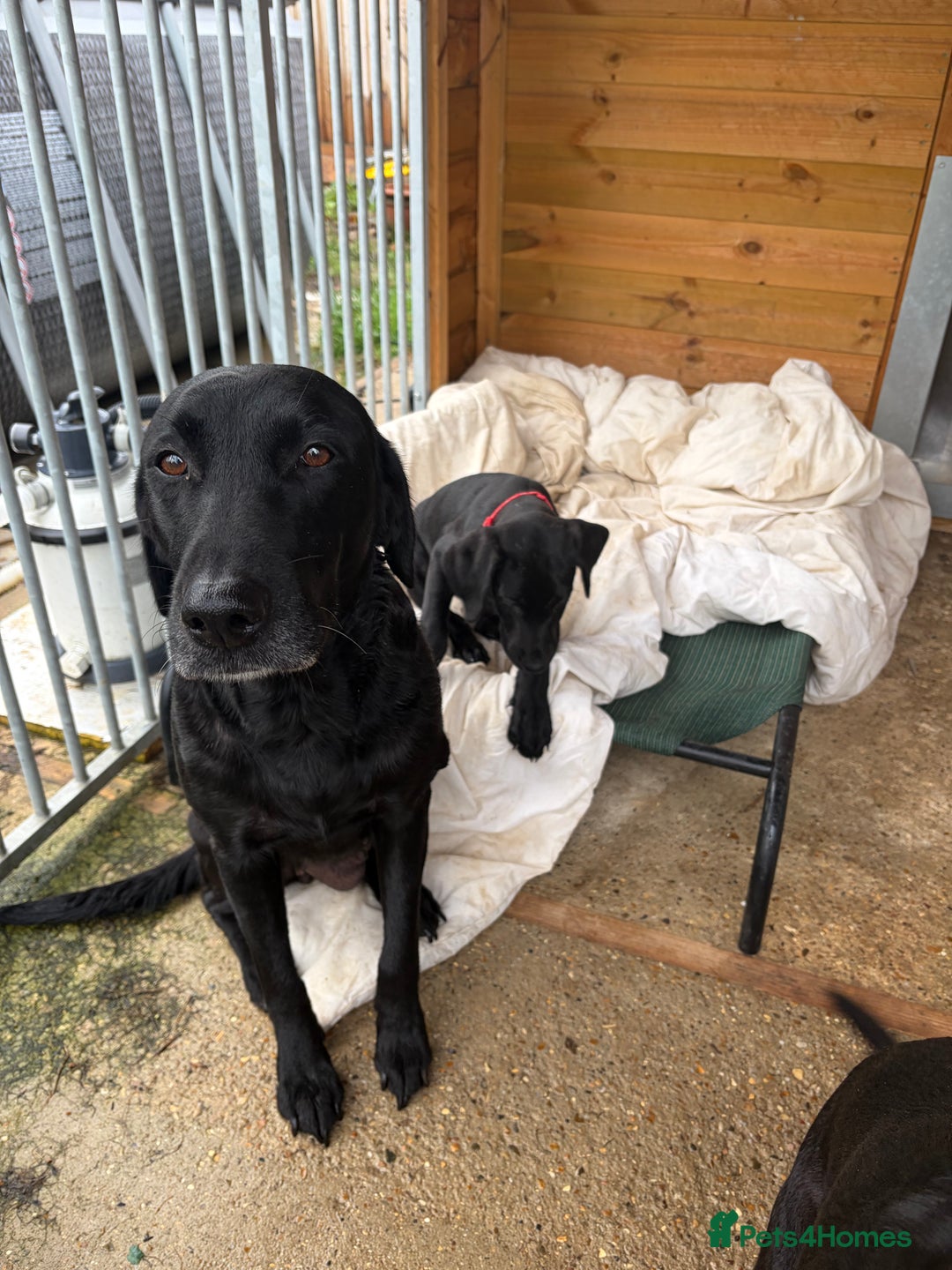 Mixed Breed dogs for sale: Black lab X GSP puppy 1 male remaining  - Advert 4