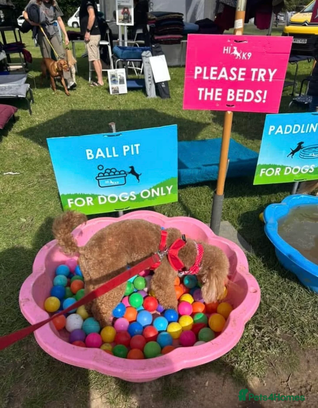 Cavapoo dogs for sale: Beautiful health tested Cavapoos due  - Advert 4