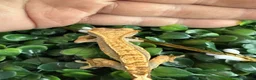 Gecko reptiles for sale: Crested Gecko - Advert 19