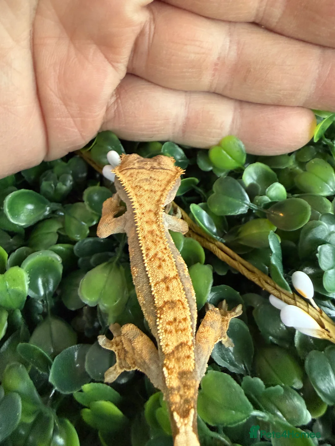 Gecko reptiles for sale: Crested Gecko - Advert 20