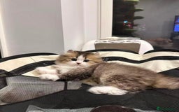 Munchkin cats for sale: Super stunning & rare Minuet - Image 27